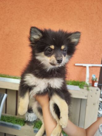 Zwergspitz abgabebereit