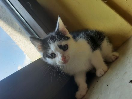 4 süße Babykatzen suchen ihr Traumzuhause