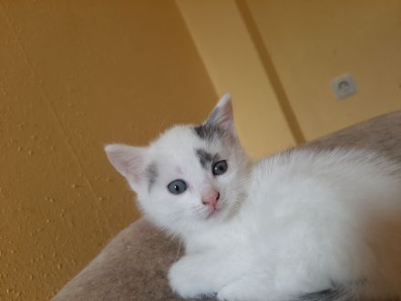 4 süße Babykatzen suchen ihr Traumzuhause