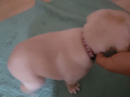 Einen Labrador 5 Monate alt