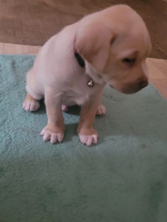 Einen Labrador 5 Monate alt