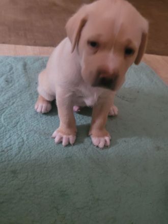 Einen Labrador 5 Monate alt