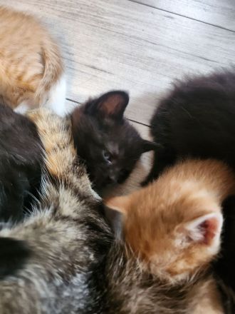 4 Liebevolle Türkische Angora kitten abzugeben