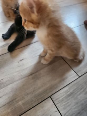 4 Liebevolle Türkische Angora kitten abzugeben