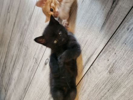 4 Liebevolle Türkische Angora kitten abzugeben