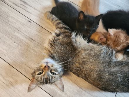 4 Liebevolle Türkische Angora kitten abzugeben