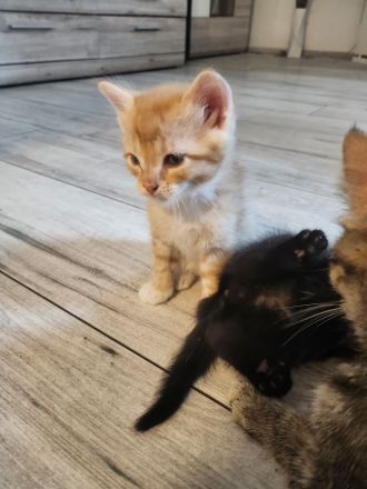 4 Liebevolle Türkische Angora kitten abzugeben