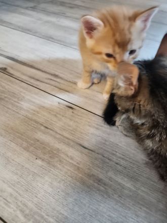 4 Liebevolle Türkische Angora kitten abzugeben