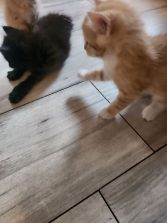 4 Liebevolle Türkische Angora kitten abzugeben