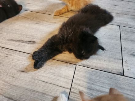 4 Liebevolle Türkische Angora kitten abzugeben