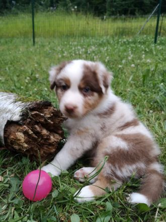 Wunderschöne Australian Shepherd Welpen mit ASCA Papier