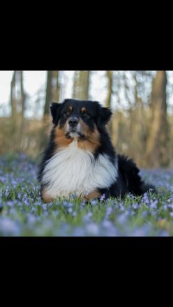 Traumhafte Australian Shepherd Welpen