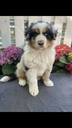 Traumhafte Australian Shepherd Welpen