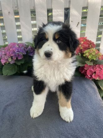 Traumhafte Australian Shepherd Welpen