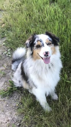 Traumhafte Australian Shepherd Welpen