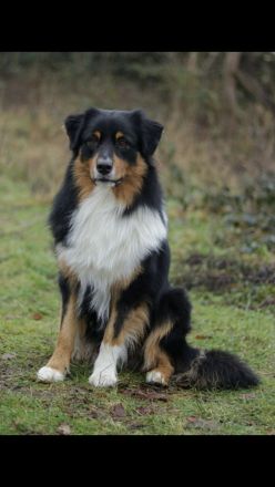 Traumhafte Australian Shepherd Welpen