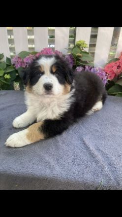 Traumhafte Australian Shepherd Welpen