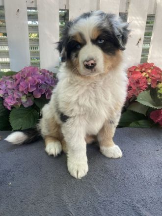 Traumhafte Australian Shepherd Welpen