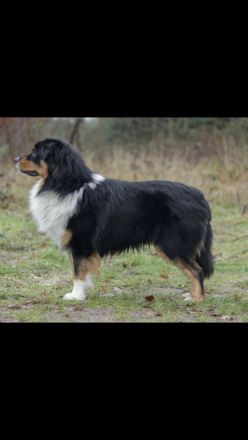 Traumhafte Australian Shepherd Welpen