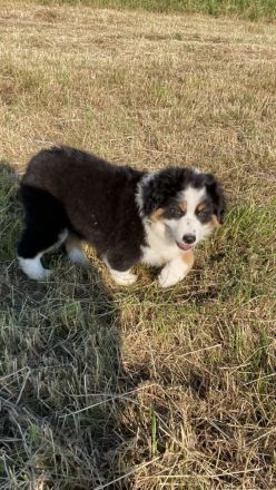 Traumhafte Australian Shepherd Welpen