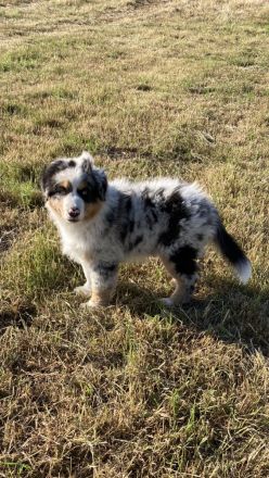 Traumhafte Australian Shepherd Welpen