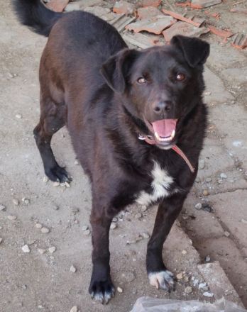 lieber, kastrierter Yang vom Züchtersohn in die Tötung abgegeben in Rumänien;wir suchen ein Heim für