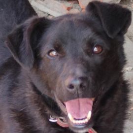 lieber, kastrierter Yang vom Züchtersohn in die Tötung abgegeben in Rumänien;wir suchen ein Heim für