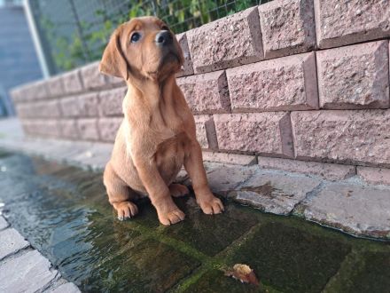 Labrador Welpen in FOXRED mit Ahnentafel