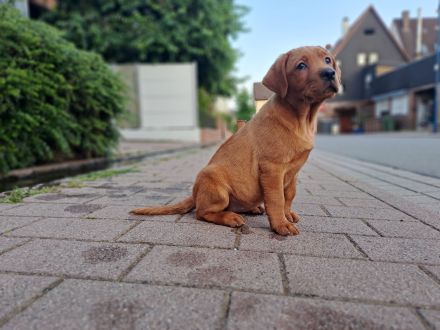 Labrador Welpen in FOXRED mit Ahnentafel