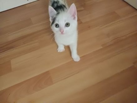 Drei junge Kätchen suchen ein Liebevolles Zu Hause