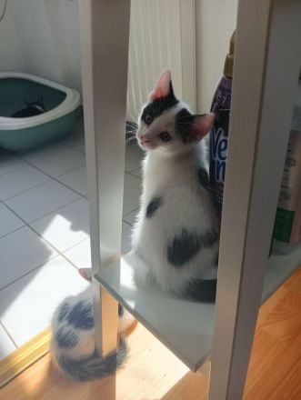 Drei junge Kätchen suchen ein Liebevolles Zu Hause