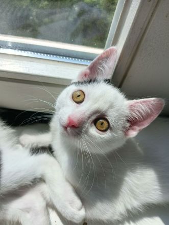 Drei junge Kätchen suchen ein Liebevolles Zu Hause