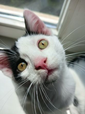 Drei junge Kätchen suchen ein Liebevolles Zu Hause