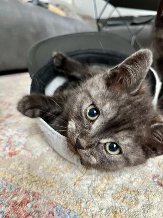 Zwei braune BKH Kitten