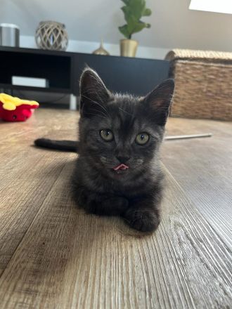 Zwei braune BKH Kitten