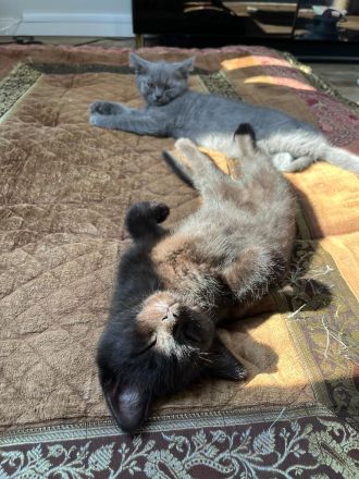 Zwei braune BKH Kitten