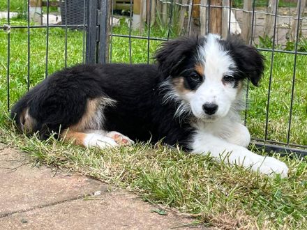 Australian Shepherd