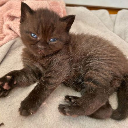 BKH  schöne Babys Katzen in Würzburg