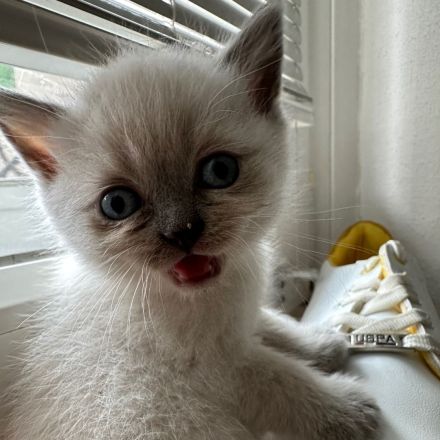 BKH  schöne Babys Katzen in Würzburg