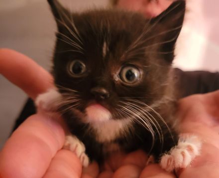 Katzenbabys suchen neues Zuhause