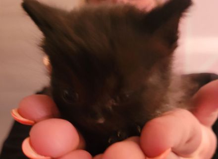 Katzenbabys suchen neues Zuhause