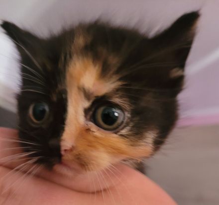 Katzenbabys suchen neues Zuhause