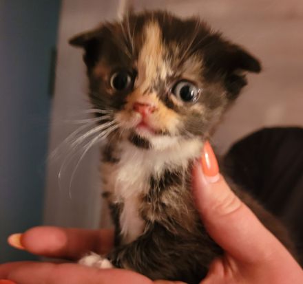 Katzenbabys suchen neues Zuhause