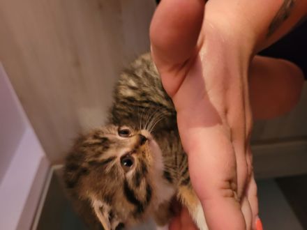 Katzenbabys suchen neues Zuhause