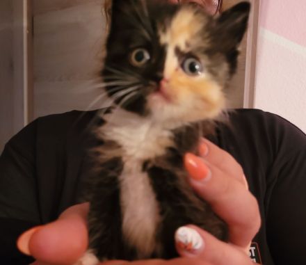 Katzenbabys suchen neues Zuhause
