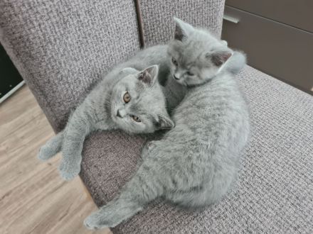 BKH Kitten suchen ein liebevolles Zuhause