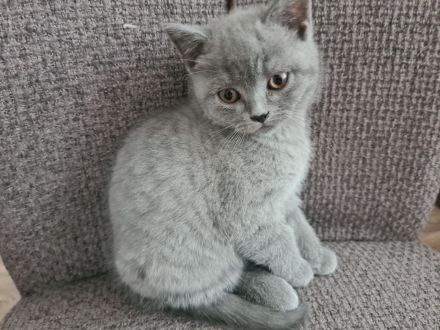 BKH Kitten suchen ein liebevolles Zuhause