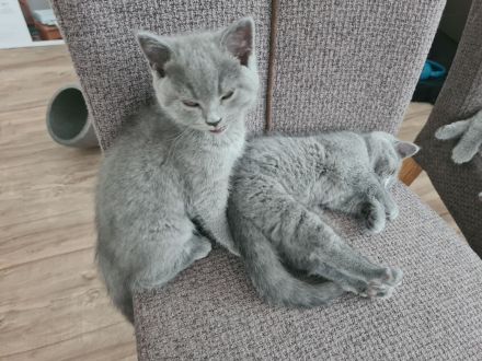 BKH Kitten suchen ein liebevolles Zuhause