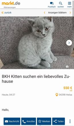 BKH Kitten suchen ein liebevolles Zuhause