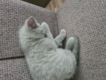 BKH Kitten suchen ein liebevolles Zuhause